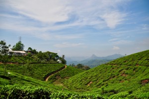 Munnar, India