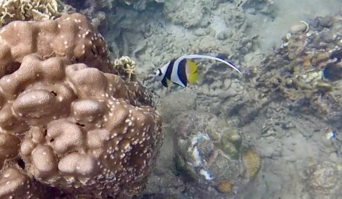 Black, white and yellow striped fish with tail
