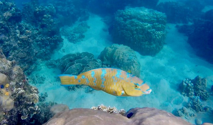 Yellow and blue fish with large teeth