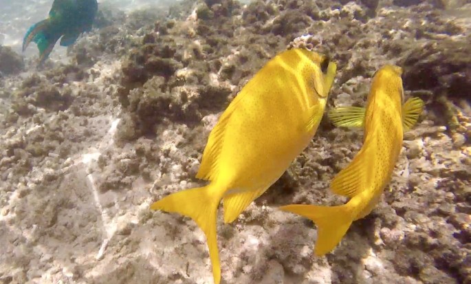 Bright yellow fish with subtle polka dots