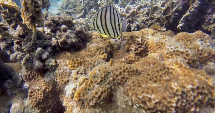 Small yellow fish with black stripes