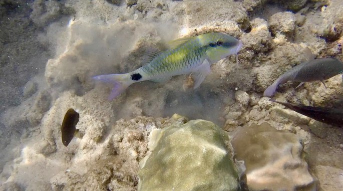 Yellow and white fish with whiskers