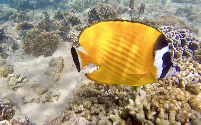 Bright yellow fish with black and white striped face