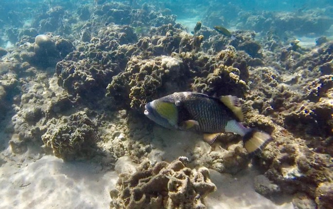 Large, aggressive, ugly fish with sharp teeth