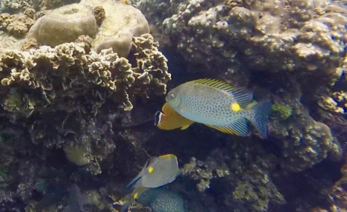 Polkadot fish with yellow patch and spines
